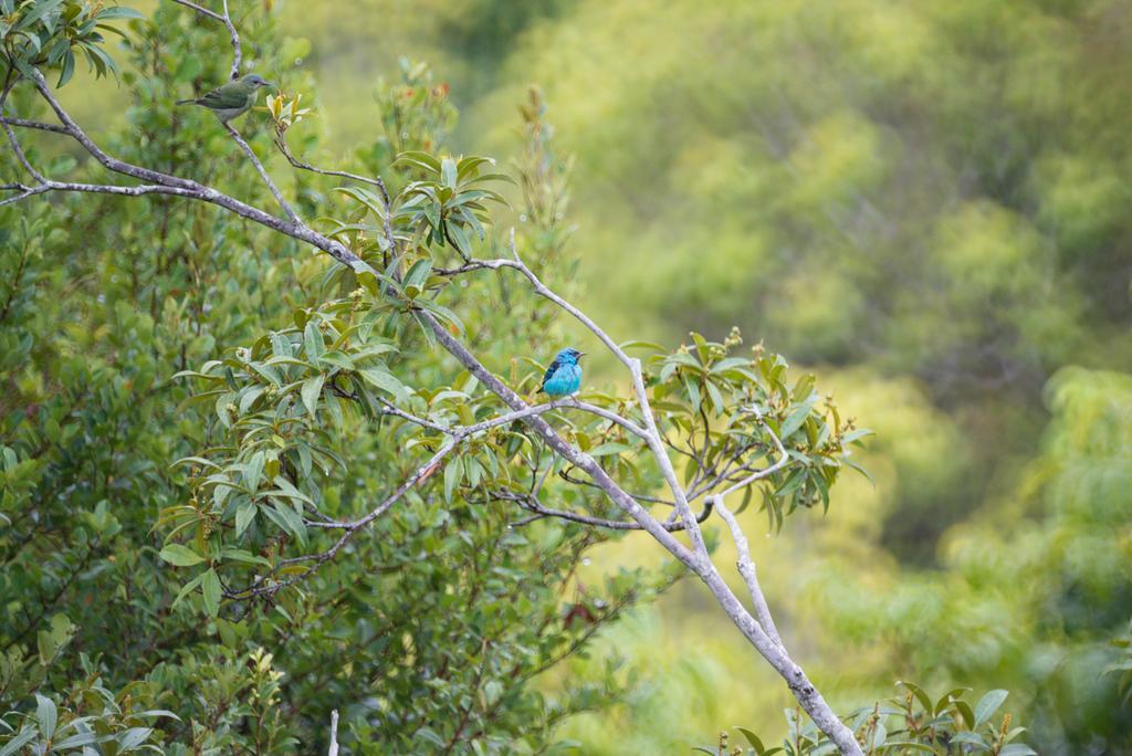 Pousada Mangabeiras Velha Boipeba ภายนอก รูปภาพ
